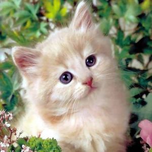 Meet your Posher, Rubi